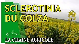 Sclerotinia du colza champignon pas bon  2015 [upl. by Asirral]