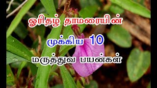 ஓரிதழ் தாமரையின் முக்கிய 10 மருத்துவ பயன்கள்  Orithal Thamarai benefits In Tamil [upl. by Novak]