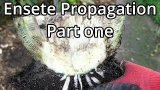 Propagating Ensete ventricosum maurelii Part 1 With Time Lapse [upl. by Ydnak]