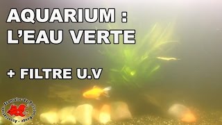 Aquarium  Eau verte et filtre UV [upl. by Anastasius]