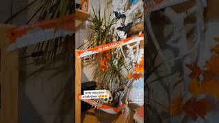 Ma deco dhalloween halloween decorations rat rats rongeurs animalcute animauxmignons automne [upl. by Yrreg]