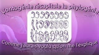 L’ontogénie récapitule la phylogénie comme j’aurais voulu qu’on me l’explique [upl. by Ataliah293]