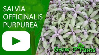 Salvia officinalis purpurea  grow amp care Purple Sage [upl. by Duwe]