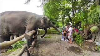 Kasih makan gajah at gimbira loka zoo [upl. by Haimarej816]