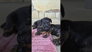 dogtraining puppy puppies puppylife jagdterrier terrier puppyvideos cutepuppies [upl. by Acinhoj]