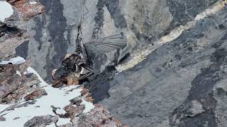 Bearded Vultures copulating in the wild in slow motion [upl. by Leinnad291]