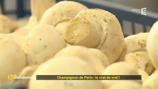 Champignon de Paris  le vrai de vrai [upl. by Millburn226]