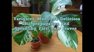 Variegated monstera deliciosa Propagation and new first new leafs [upl. by Maharg527]