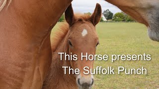 The Suffolk Punch Horse [upl. by Katherin62]