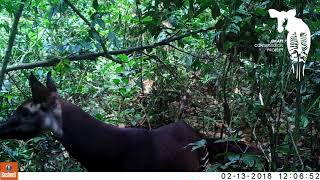 Firstever Footage of Okapi Calf in the Wild [upl. by Osman]