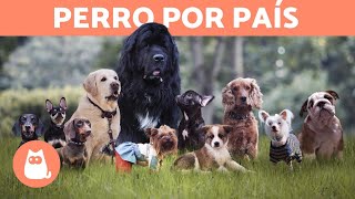 La RAZA de PERRO TÍPICA de CADA PAÍS 🐶🌏 [upl. by Llehsyt]