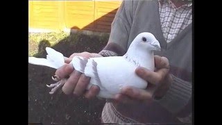 Video 38 Ron McCarthy of Wales Show Pigeons [upl. by Aivatnuhs]