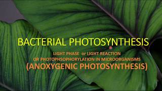 BACTERIAL PHOTOSYNTHESIS II LIGHT PHASE II ANOXYGENIC PHOTOSYNTHESIS [upl. by Azalea1]