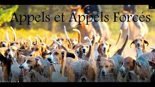 Les Appels Ton pour chiens Vénerie chasseurs sonneurs Louvière Trompe de chasse Guyaume Vollet [upl. by Lipfert]