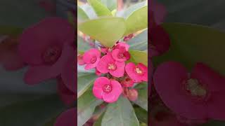 Red Crown Of Thorns ll Euphorbia Milii😌 [upl. by Notnarb]