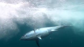 Fishing for Giant Bluefin Tuna off Cape Cod Massachusetts [upl. by Korten]