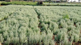 Marikolunthu Cultivation Technology [upl. by Niawd935]