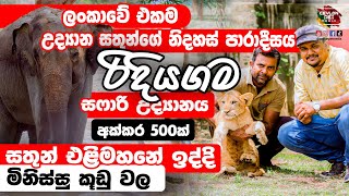 රිදීගම කළු කොටි සහ සිංහයන් Black tigers  Ridiyagama Safari Park  Ceylon Pet Media [upl. by Anthe]