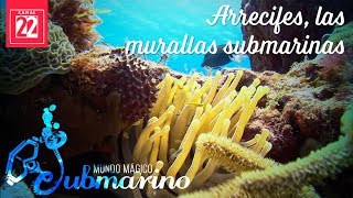 Arrecifes las murallas submarinas [upl. by Anavlis849]