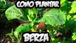 Como Plantar Berza Asturiana  Huerto Ecologico  Huertina De Toni [upl. by Elbertine]