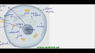 FSc Biology Book1 CH 4 LEC 6 Cytoplasm [upl. by Jordans231]