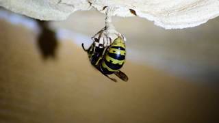 Gemeine Wespe Vespula vulgaris bei der Eiablage [upl. by Kenna]