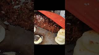 Jammu ka famous street food  kaladi kulchafood fastfood viralvideo shorts short mrguddu [upl. by Gilead]