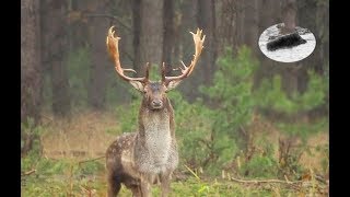 Fallow deer rut  how to call in fallow stag [upl. by Rheinlander]