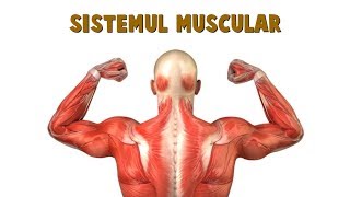 Prezentare detaliată SISTEMUL MUSCULAR  material excelent pentru ora de Anatomie [upl. by Aizat]