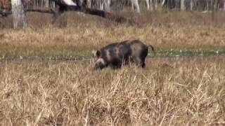 308 Hog Hunting [upl. by Jerroll]