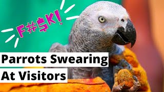 Parrots Swearing At Visitors At Lincolnshire Wildlife Park  Oddepia [upl. by Birmingham276]