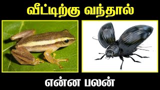 வீட்டுக்குள் வந்தால் என்ன பலன்  Indian Astrology Predictions  T Tamil Technology [upl. by Thorman]