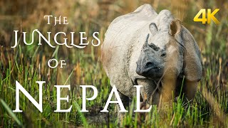 The Jungles Of Nepal in 4K  Chitwan National Park [upl. by Sinaj]