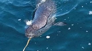 Heres what narwhals mysterious tusks are used for [upl. by Nesyaj]