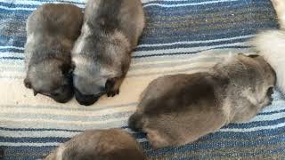 Norwegian Elkhound Puppies  Kerrie Litter 02082021 [upl. by Adnyleb197]