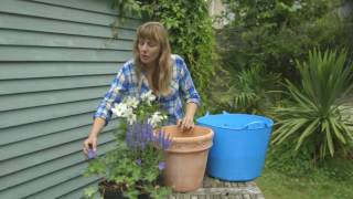 Plant A Pot For Pollinators  Butterfly Conservation [upl. by Becket]