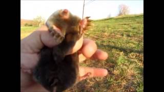 Catching Moles By Hand  Agressive Mole [upl. by Solitta]