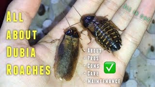 Almost EVERYTHING you need to know about Dubia Roaches amp their CARE [upl. by Abbie]