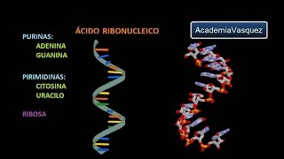 ARN Ácido ribonucleico [upl. by Kylila]