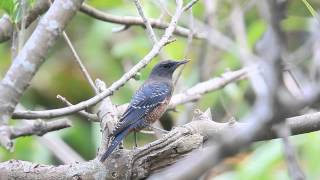 Blue rock thrush 藍磯鶇 [upl. by Goodill]