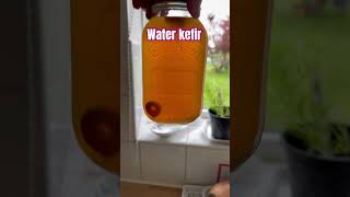 Water Kefir preservprfermentation fermenting water sugar kefir drink [upl. by Siva666]