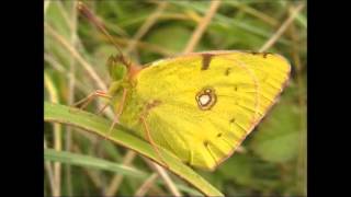 Clouded Yellow Butterflies Colias croceus [upl. by Akselav]