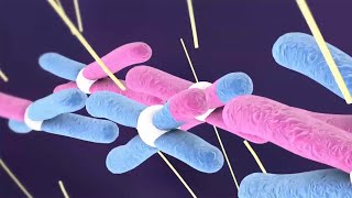 Meiosis 1  Crossing over and Phase identification [upl. by Nirrol]