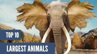 The Top 10 Largest Animals in the World [upl. by Warfold]