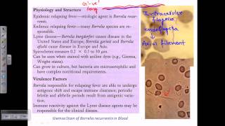 Structure and morphology of Borrelia [upl. by Lucita]