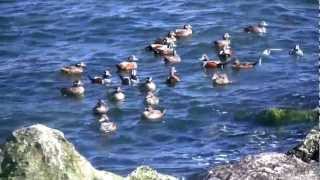 Barnegat Inlet Winter Waterfowl  HD VIdeo [upl. by Cirred]