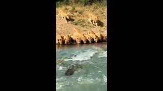 Lioness Drinking Water in River animals entertainment [upl. by Auqinu]