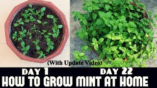 How to Grow Mint at Home Fast n Easy [upl. by Nelyak]