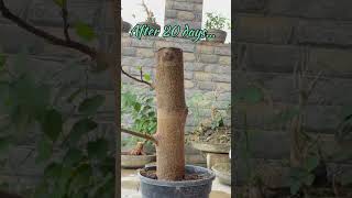 Ficus racemosa cutting propagation bonsai [upl. by Nelyag]