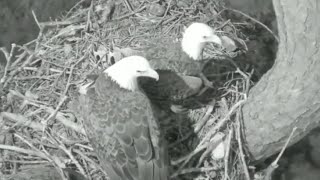 Eagle male and female arrive nest early mroning  Kisatchie National Forest E1  Nov 17 2024 [upl. by Norry]